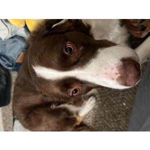 Lost Dog Luna