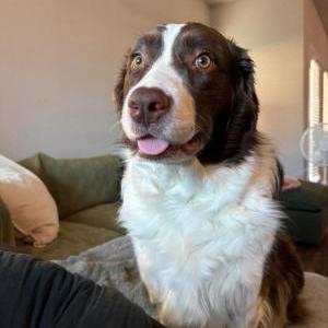 2nd Image of Luna, Lost Dog