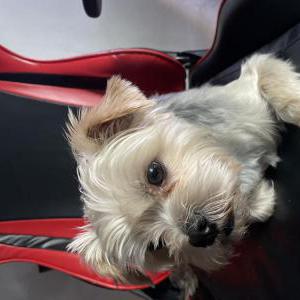 Lost Dog Mickey