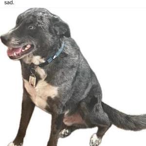 Lost Dog Neptune