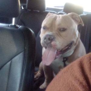 Lost Dog Rugus