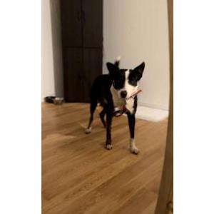 Lost Dog Max