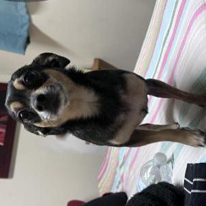 Lost Dog Chiquis
