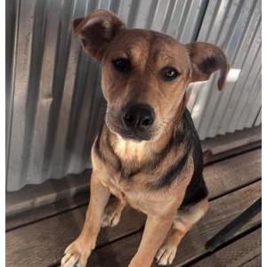 Found Dog Unknown