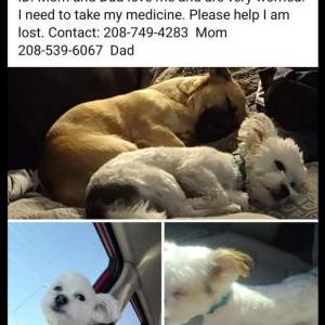 Lost Dog Gizmo