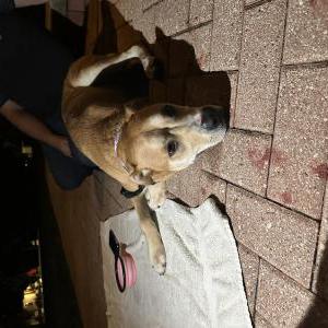 Found Dog Unknown
