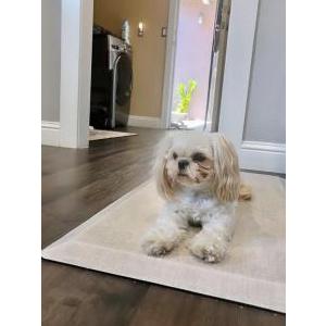 Lost Dog Luna