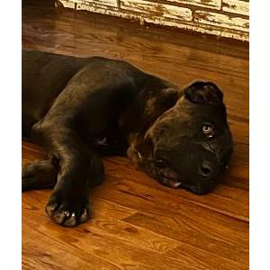 Found Dog Unknown