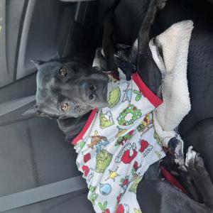 Lost Dog Lulu