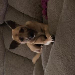Lost Dog Minnie
