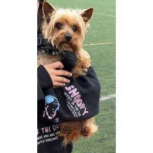 Lost Dog Rex