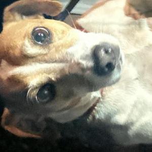 Found Dog Unknown