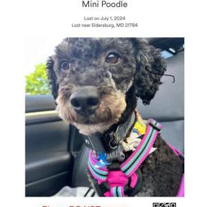 Lost Dog Dolly