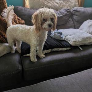 Lost Dog Cavi