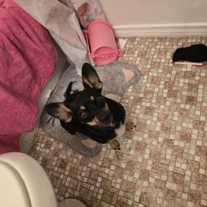 Found Dog Unknown