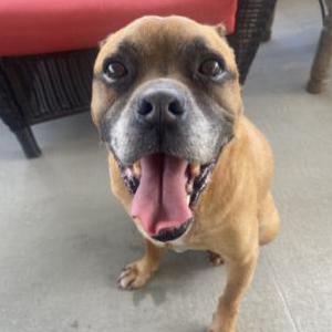Found Dog Unknown