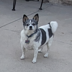 Lost Dog Oreo