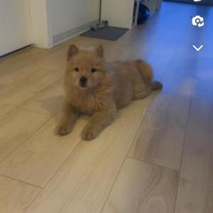 Lost Dog Koko