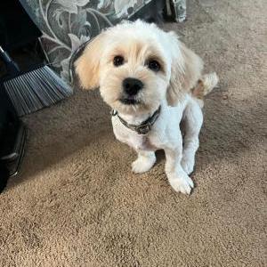 Lost Dog Asta