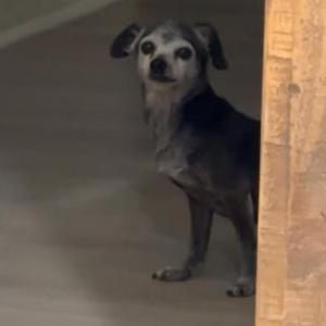 Lost Dog Lisa