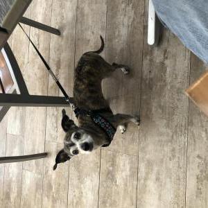 Lost Dog Roxy