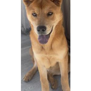 Found Dog Unknown