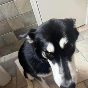 Lost Dog Raven