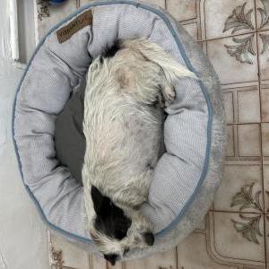 Found Dog Unknown