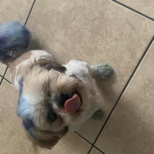 Lost Dog Beanz.