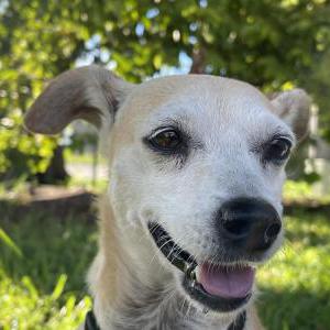 Lost Dog Stacy