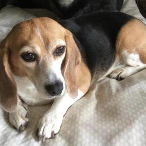 Lost Dog Cider