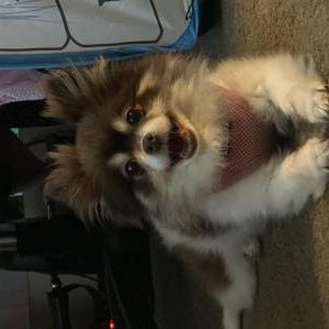 Lost Dog Chaka