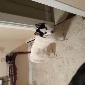 Lost Dog Koda