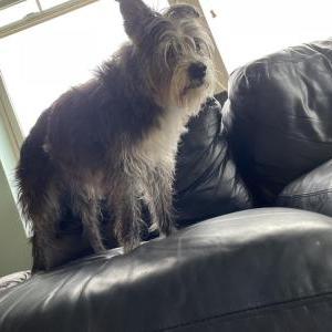 Found Dog Unknown small grey