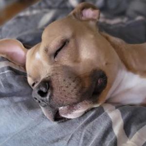 Lost Dog Tully