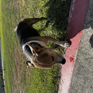 Found Dog Pet unknown