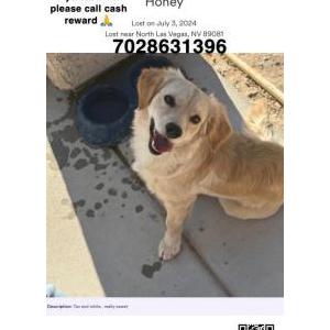Lost Dog Honey
