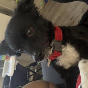 Lost Dog Oreo