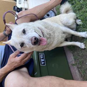 Found Dog Unknown