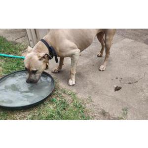 Found Dog Unknown