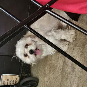 Lost Dog Unknown