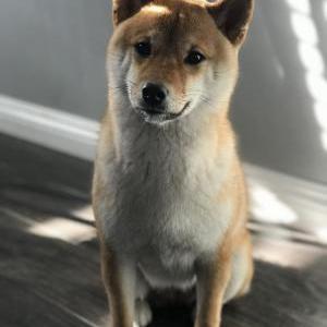 Lost Dog Yama