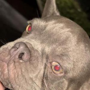 Lost Dog Rollo