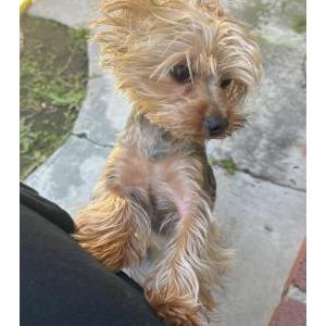 Lost Dog coraline gail huayhu