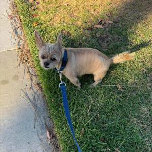 Found Dog Unknown