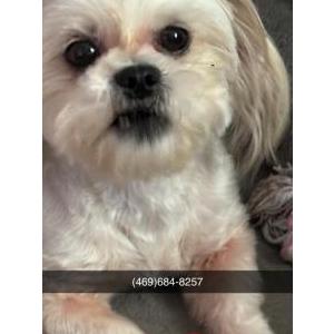 Lost Dog Zaza