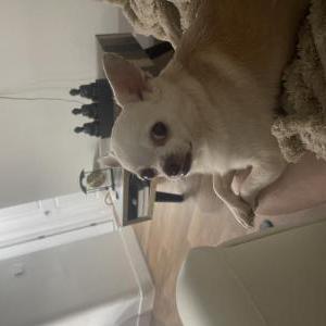 Lost Dog Dior