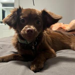 Lost Dog Bella
