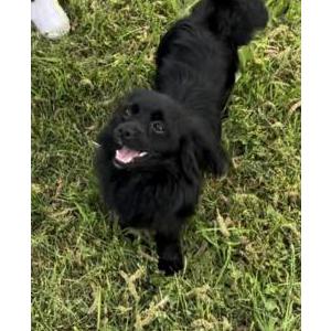 Lost Dog Blackjack