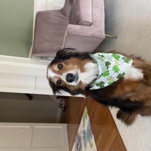 Lost Dog Koko